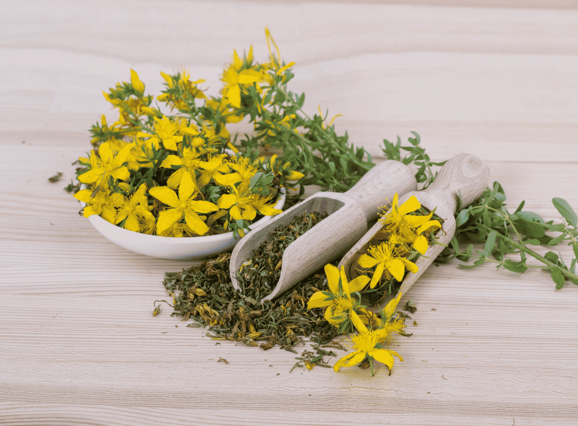 Stage ethnobotanique